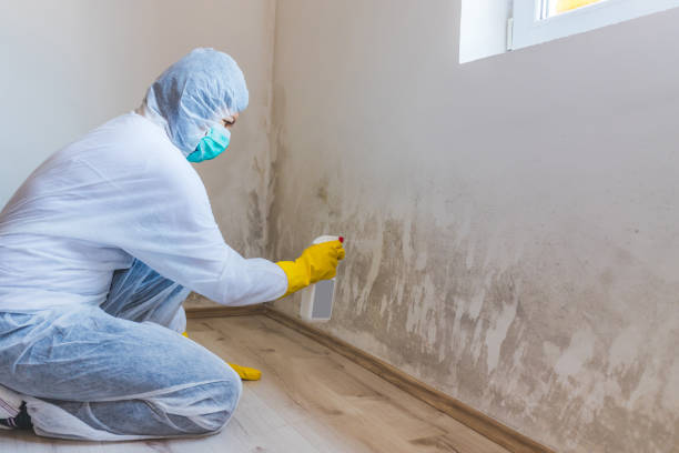Licensed Mold Remediation service in Illinois, IL - WQB Mold Removal